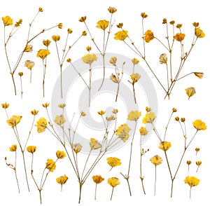 Pressed yellow wildflowers photo