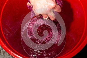 Pressing the grapes with your hands through cheesecloth, over a bucket. Winemaking at home