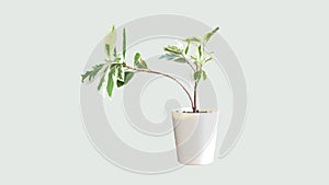 Prestige ficus indoor plant in a self watering pot, grey background