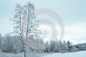 Prestine snowy white forest landscape after hoarfrost photo