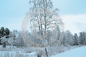 Prestine snowy white forest landscape after hoarfrost photo