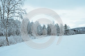 Prestine snowy white forest landscape after hoarfrost photo