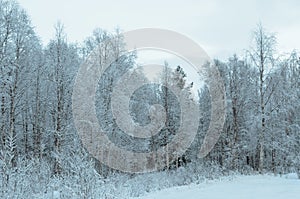 Prestine snowy white forest landscape after hoarfrost photo