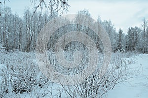 Prestine snowy white forest landscape after hoarfrost photo