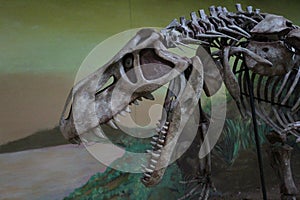 Prestosuchus chiniquensis fossil skeleton photo