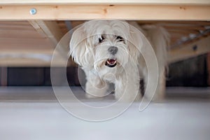 Preteen child, boy, playing with his pet, maltese dog at home