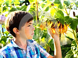 Preteen handsome boy with sunflower summer outdoor portrait