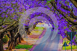 Pretoria street lined with purple jacaranda tree