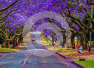 Pretoria street lined with purple jacaranda tree