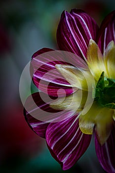 The prettiest Dahlia  already blooms