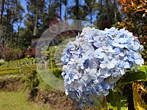 The prettiest hydrangea  flower in the garden