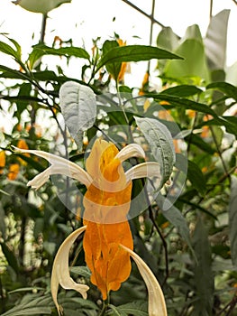 The prettiest Lollipop plant in the garden