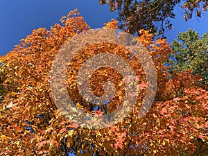 Prettiest Orange Fall Foliage Tree in October