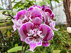 The prettiest purple orchid in the forest