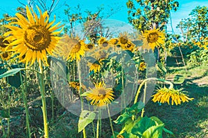 Prettiest sunflowers field in the afternoon in Nakhon Pathom, Thailand. Closeup of sunflower on farm.