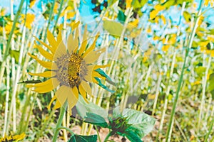 Prettiest sunflowers field in the afternoon in Nakhon Pathom, Thailand. Closeup of sunflower on farm.