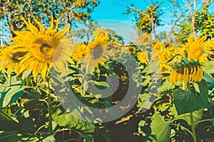 Prettiest sunflowers field in the afternoon in Nakhon Pathom, Thailand. Closeup of sunflower on farm