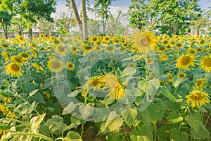 Prettiest sunflowers field in the afternoon in Nakhon Pathom, Thailand. Closeup of sunflower on farm