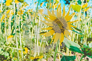 Prettiest sunflowers field in the afternoon in Nakhon Pathom, Thailand. Closeup of sunflower on farm