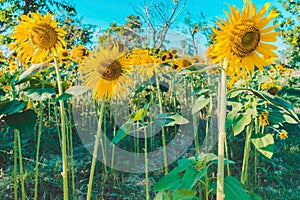 Prettiest sunflowers field in the afternoon in Nakhon Pathom, Thailand. Closeup of sunflower on farm