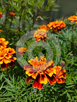 The prettiest tagetes erecta marigold flower in the garden