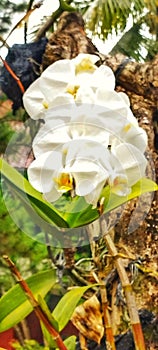 Prettiest white moon orchid gathering