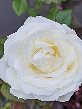 the prettiest white rose in the garden