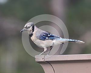 Pretty adult Blue jay in profile