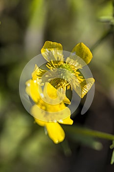 Bulbous Buttercup - Ranunculus bulbosus Wildflower