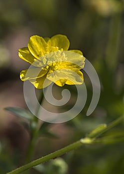 Bulbous Buttercup - Ranunculus bulbosus Wildflower