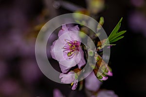 Pretty Almond blossom night photo with nice background lights