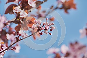 Pretty almond tree with pink flowers in the month of February