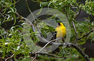 A Pretty American Goldfinch Perched on a Branch in a Rainstorm