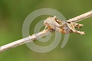 A pretty Angle Shades Moth, Phlogophora meticulosa, resting on the stem of a plant.