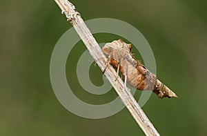 A pretty Angle Shades Moth, Phlogophora meticulosa, resting on the stem of a plant.