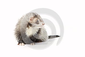 Pretty angora ferret on white background posing for portrait in studio