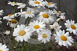 Pretty Argyranthemum flowers growing in a garden