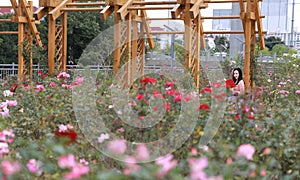 Pretty Asian Chinese woman beautiful girl outdoor sit around flowers rose park garden feel carefree caucasian pasttime read book