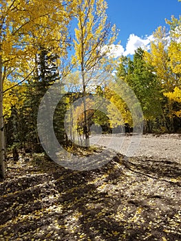 Pretty aspen trees in mtns