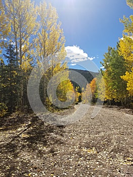 Pretty aspen trees in mtns