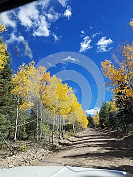 Pretty aspen trees in mtns