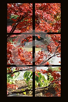 Pretty autumn maple leaves viewed through a black framed paned window - with elephant ears and a drive