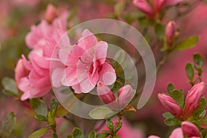 Pretty Azalea Blooms And Buds In Garden