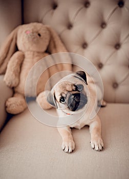 Pretty baby puppy pug sitting in chair with rabbit toy