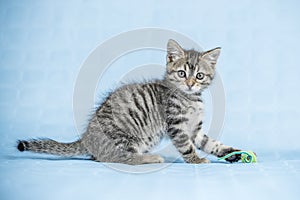 pretty baby striped cat playing with a gaudy colored rope mouse