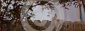 Panoramic landscape view of a red headed house finch on a fence next to a maple tree