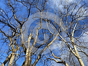 Pretty Bare Trees and Blue Sky in Winter in January