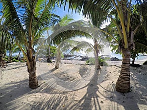 Pretty beach with palm trees at Lefaga, Matautu on Upolu Island, Samoa, South Pacific photo