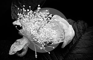 Pretty and Beautiful Guava flower white on tree in colour black and white