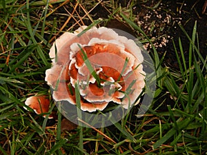 Orange and white fungus at the grass